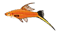Ihr Zoofachgeschäft Aquarium Vögeli